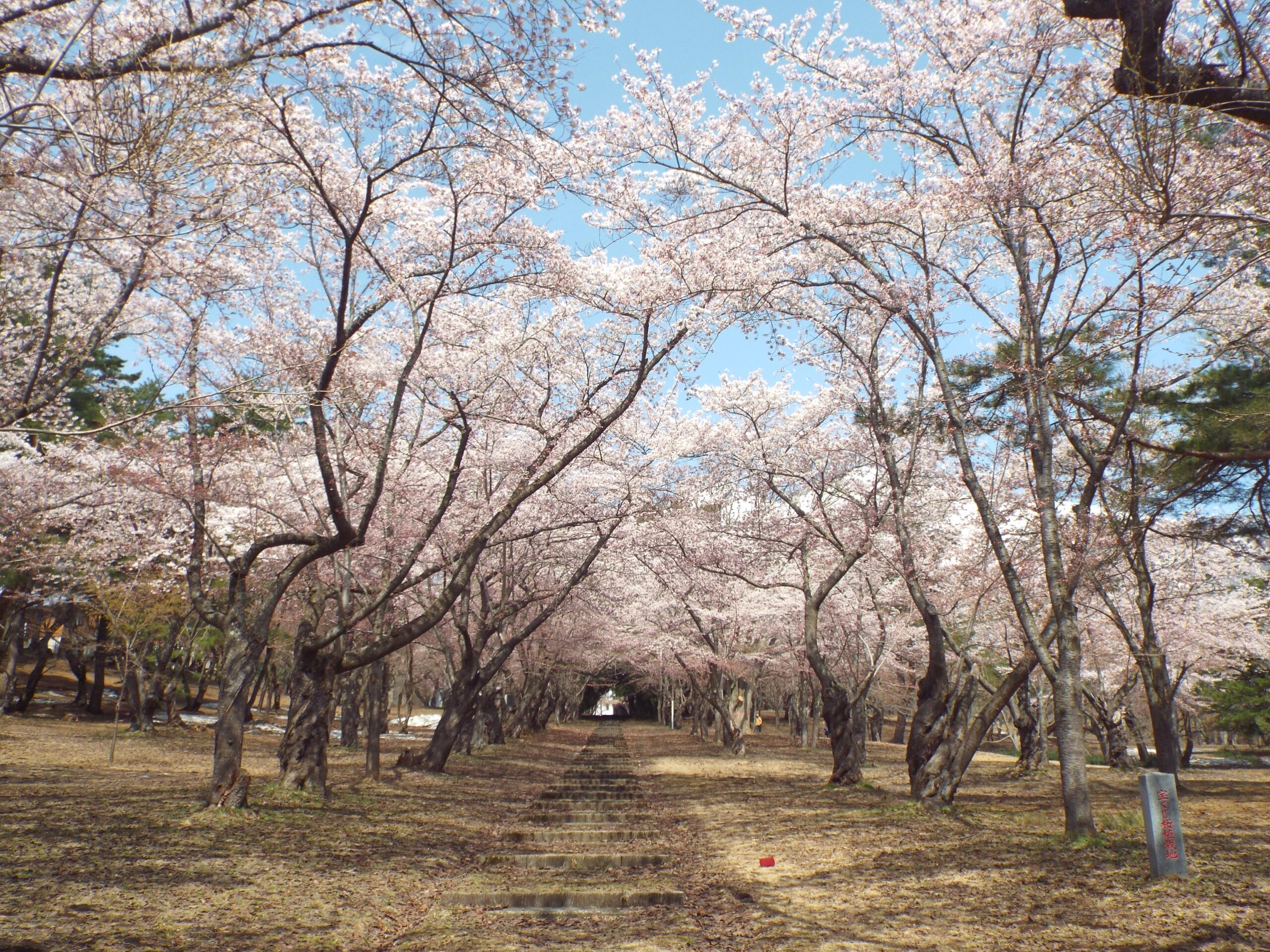 岩木山の桜並木 開花状況（2025年5月1日） - 岩木山観光協会